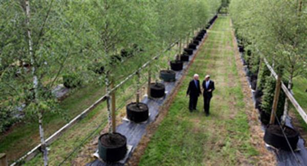 کمک به آرایش فضای سبز المپیک پارک با کاشت 2000 درخت
