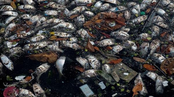 آلودگی دست ازسر خلیج گوانابارا بر نمی دارد