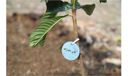 مراسم روز درختکاری در آکادمی ملی المپیک و فدراسیون گلف 25