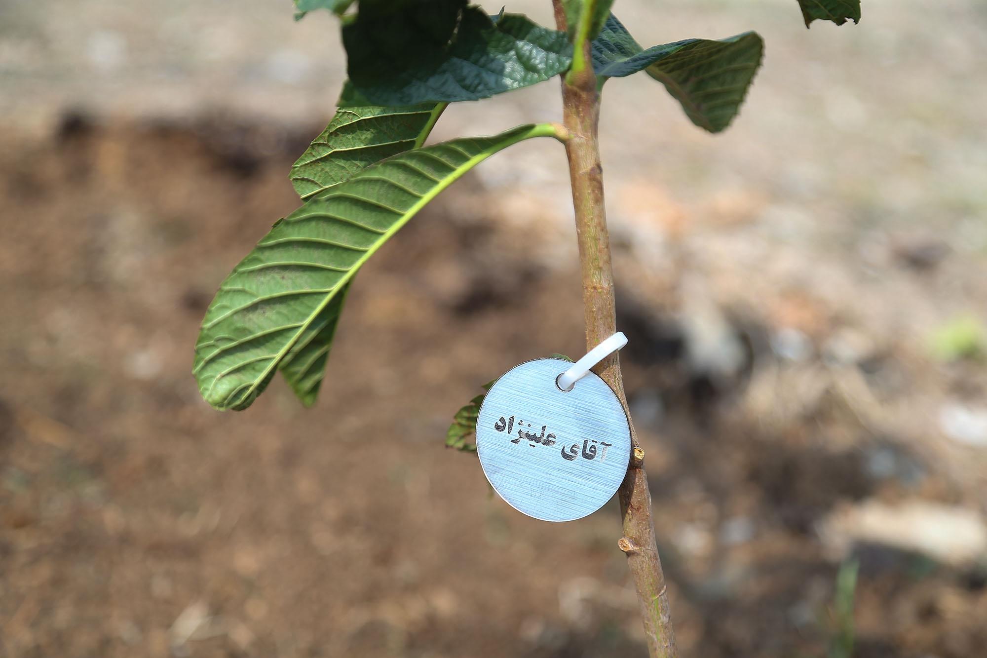 مراسم روز درختکاری در آکادمی ملی المپیک و فدراسیون گلف 25